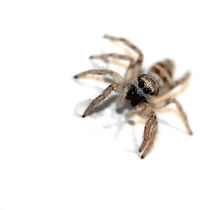 Little spider von Martina Marten