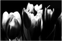 Tulips in Black `n White von Martina Marten