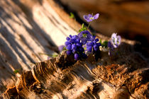 Gefällter Baum mit Traubenhyazinthe | Resilienz von lizcollet