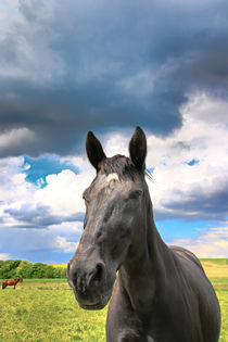 Pferd unter Wolken 2 by Bernhard Kaiser