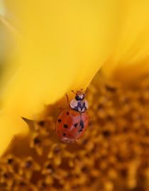 Marienkäfer auf Sonnenblume 3. by Simone Marsig