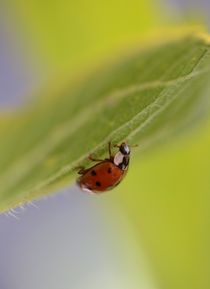 Marienkäfer ähnlich auf Blatt 3. von Simone Marsig