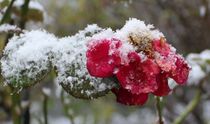 Rose im Winter von Simone Marsig