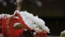 Blatt im Schnee by Simone Marsig