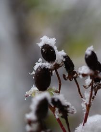 Beeren umhüllt von Schnee by Simone Marsig