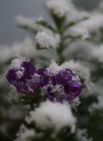 "Blümchen in blau, zart vereist" von Simone Marsig