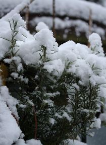 "Rosmarin ganz doll mit Schnee bedeckt" von Simone Marsig