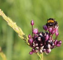 Hummel auf Blume in pink von Simone Marsig