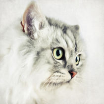 Katzenportrait von AD DESIGN Photo + PhotoArt