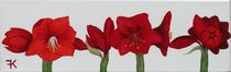 Amaryllis by Karin Fricke