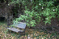 garden bench by Katia Boitsova