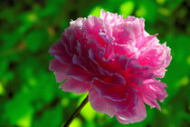 Pink Peony in drops of dew von Yuri Hope