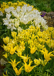 Tulips von Colin Metcalf