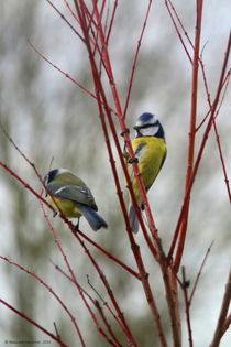 Some colors in winter von Maureen Opsomer