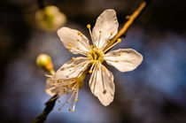 Blossom by Jeremy Sage