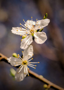 Blossom's by Jeremy Sage