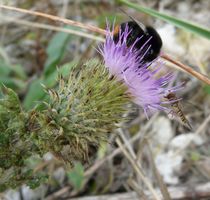 Hummel und Stehfliege auf Stranddiestel 2. by Simone Marsig