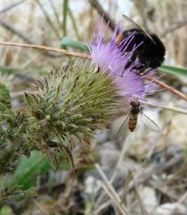 Hummel und Stehfliege auf Stranddiestel by Simone Marsig