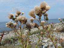 Wollgras am Strand von Puttgarden by Simone Marsig