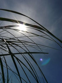 Sonnenblintzeln durch Strandgras by Simone Marsig