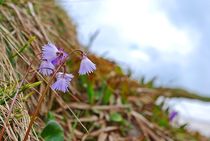 mountain flowers... 2 von loewenherz-artwork