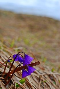 mountain flowers... 5 von loewenherz-artwork