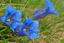 mountain flowers... 1 by loewenherz-artwork