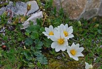 mountain flowers... 3 by loewenherz-artwork