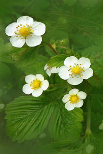 Blühende Walderdbeere von darlya