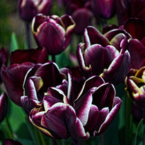 Purple Tulips von Colin Metcalf
