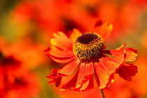 rote Blüten von Barbara  Keichel