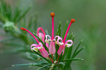 Grevillea by Bernhard Kaiser