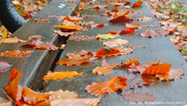 Autumn leaves on bench by Lucas Guerrini