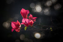 Sunlit Flowers von Minhajul Haque