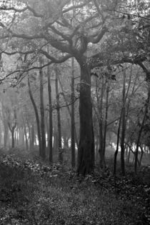 A Lone Tree by Minhajul Haque