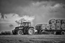 Harvest Time by Vicki Field