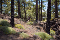 Cañadas Spring von Raico Rosenberg