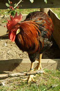 Stolzer bunter Hahn von Sabine Radtke