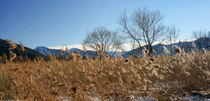 Winter reed von Thomas Matzl