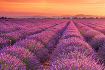 Sunrise over blooming fields of lavender in the Provence, France von Sara Winter