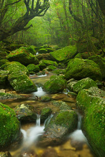 River along Shiratani Unsuikyo rainforest trail on Yakushima Island, Japan by Sara Winter