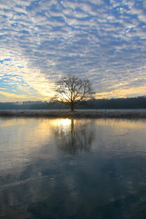 Der Baum by Bernhard Kaiser