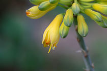 Blüten der Aloe von Bernhard Kaiser