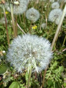 Pusteblume - Löwenzahn by mindfullycreatedvibrations