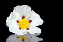 Gum rockrose - Cistus ladanifer - in the heath fields of Alentejo, Portugal von nilaya