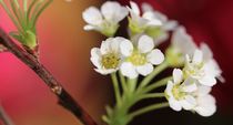 Wintzig Blüten noch ganz fein klar und auch so rein.  von Simone Marsig