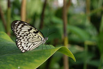 schmetterling von herz +  hirn