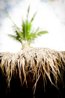 The hut and the palm tree von Gabriele Brummer