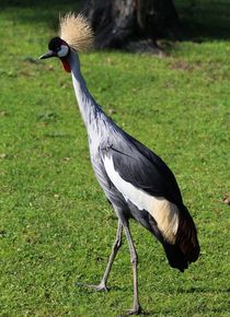 Kronenkranich - Gruiformes  by Simone Marsig