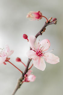 Prunus. 2 . by Jeremy Sage